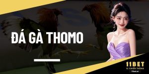 Đá gà Thomo